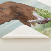 Irish Setter Sherpadecke (3/4)