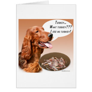 Irish Setter Türkei