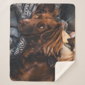 Irish Setter und Mops Sherpadecke (Vorderseite)