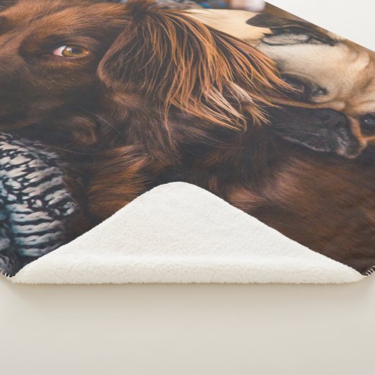 Irish Setter und Mops Sherpadecke (3/4)