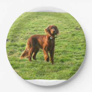 Irish Setter Voll 2 Pappteller