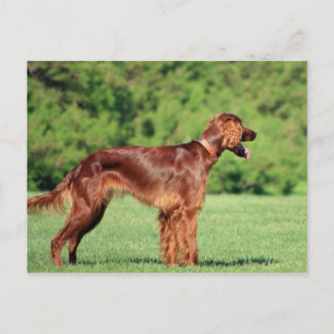Irish-Setter-Voll 2 Postkarte