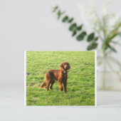 Irish Setter voll 2 Postkarte (Stehend Vorderseite)