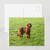 Irish Setter voll 2 Postkarte (Vorne/Hinten)