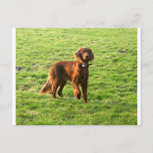 Irish Setter voll 2 Postkarte (Vorderseite)