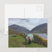 Irish Sheep, Landkreis Mayo, Ireland Postcard Postkarte (Vorne/Hinten)
