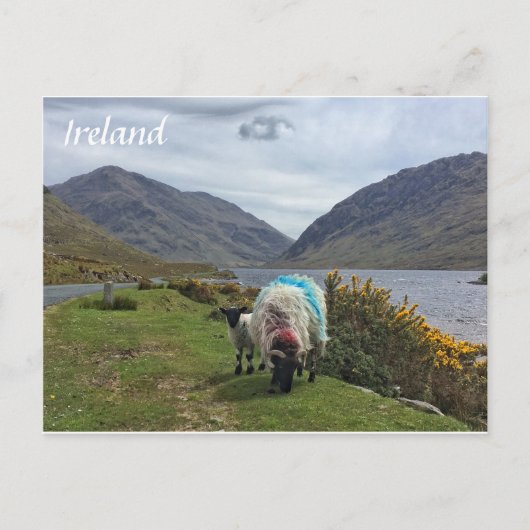 Irish Sheep, Landkreis Mayo, Ireland Postcard Postkarte (Vorderseite)