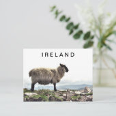 Irish Sheep on Rocks Postcard Postkarte (Stehend Vorderseite)