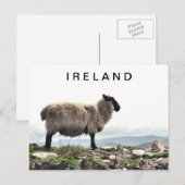 Irish Sheep on Rocks Postcard Postkarte (Vorne/Hinten)