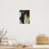 Irish Sport Horse Foal Verstecken unter Schwanz Poster (Küche)