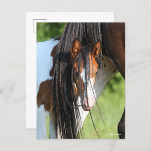 Irish Sport Horse Foal Verstecken unter Schwanz Postkarte