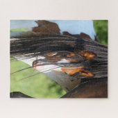 Irish Sport Horse Foal Verstecken unter Schwanz Puzzle (Horizontal)