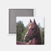 Irish Stallion Magnet (Vorderseite/Rückseite)