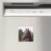Irish Stallion Magnet (In Situ (Geschirrspüler))