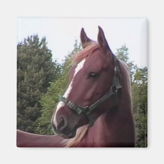 Irish Stallion Magnet (Vorne)