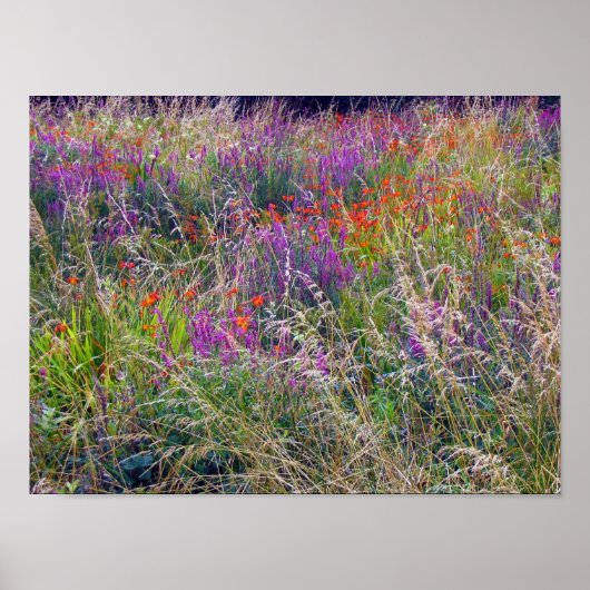 Irish Summer Meadow Poster (Vorne)