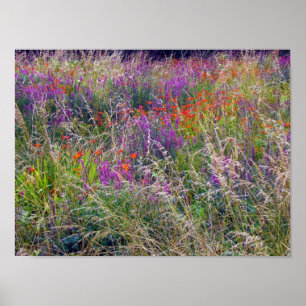 Irish Summer Meadow Poster
