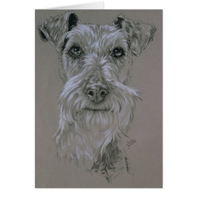 Irish Terrier (Vorne)