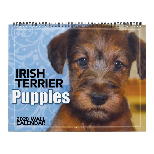 Irish Terrier Puppies 2020 Wall Calendar Kalender (Titelbild)