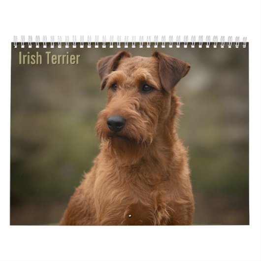 Irish-Terrier-Wandkalender 2027 Kalender (Titelbild)