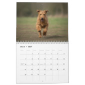 Irish-Terrier-Wandkalender 2027 Kalender (Mär 2027)