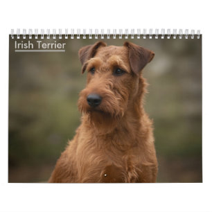 Irish-Terrier-Wandkalender 2027 Kalender