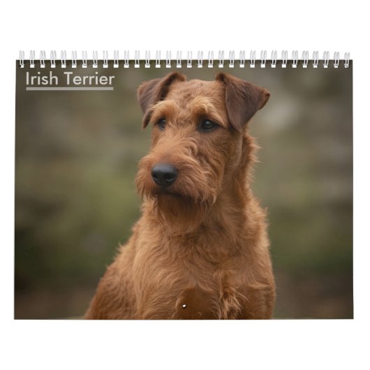 Irish-Terrier-Wandkalender 2027 Kalender (Titelbild)