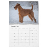 Irish-Terrier-Wandkalender 2027 Kalender (Jan 2027)