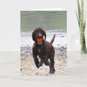 Irish-Wasser-Terrier Geburtstag Karte