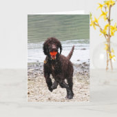 Irish-Wasser-Terrier Geburtstag Karte (Gelbe Blume)