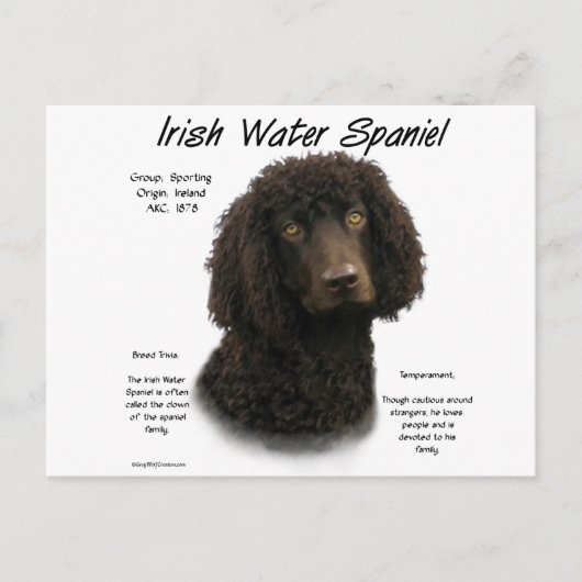 Irish Water Spaniel History Design Postkarte (Vorderseite)