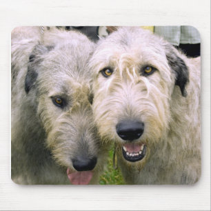 Irish Wolfhound Foto Mousepad