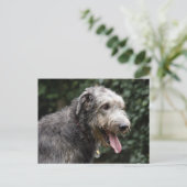 Irish Wolfhound Postkarte (Stehend Vorderseite)