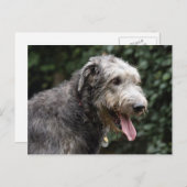 Irish Wolfhound Postkarte (Vorne/Hinten)