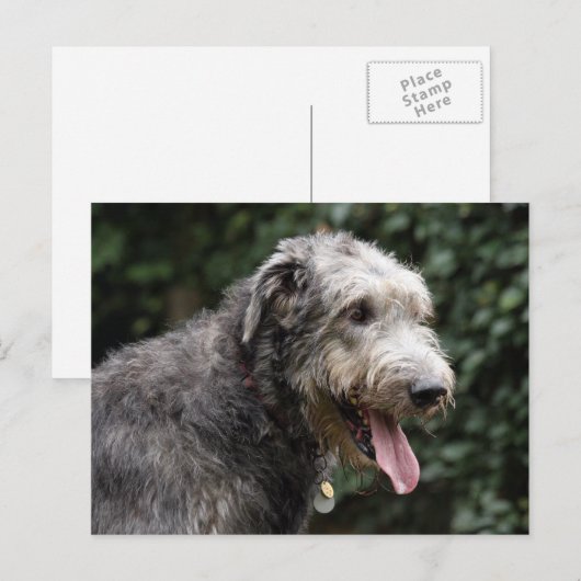 Irish Wolfhound Postkarte (Vorne/Hinten)