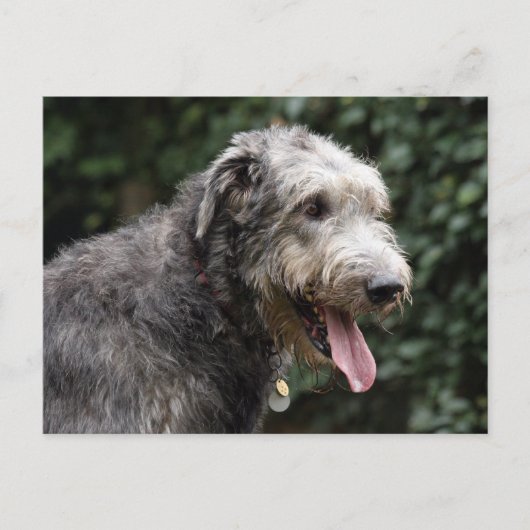 Irish Wolfhound Postkarte (Vorderseite)