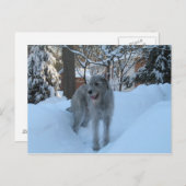 Irish Wolfhound Postkarte (Vorne/Hinten)