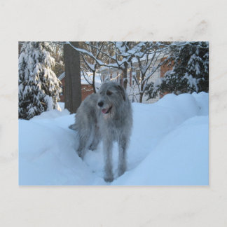 Irish Wolfhound Postkarte