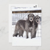 Irish Wolfhounds in Snow Postkarte (Vorne/Hinten)