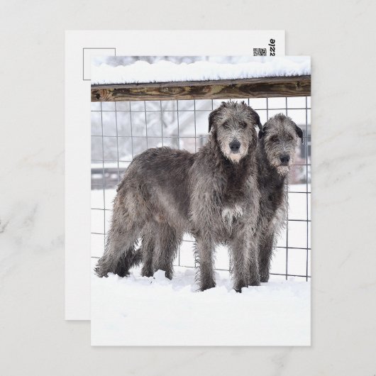 Irish Wolfhounds in Snow Postkarte (Vorne/Hinten)