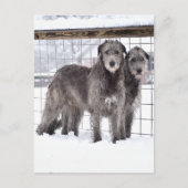 Irish Wolfhounds in Snow Postkarte (Vorderseite)
