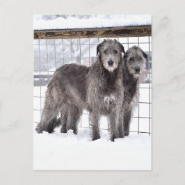 Irish Wolfhounds in Snow Postkarte