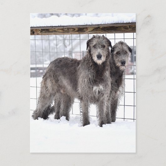 Irish Wolfhounds in Snow Postkarte (Vorderseite)