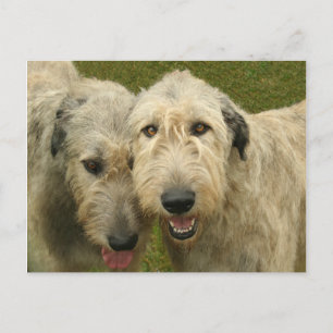 Irish Wolfhounds Postkarte