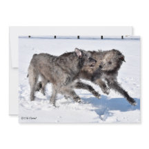 Irish Wolfhounds rennen in Snow