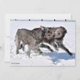 Irish Wolfhounds rennen in Snow Einladung