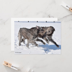 Irish Wolfhounds rennen in Snow Einladung