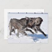 Irish Wolfhounds rennen in Snow Postkarte (Vorne/Hinten)