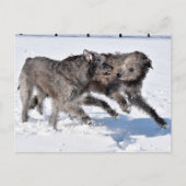 Irish Wolfhounds rennen in Snow Postkarte (Vorderseite)