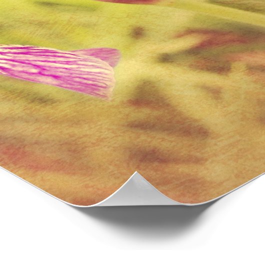 Irisin rosa poster (Ecke)